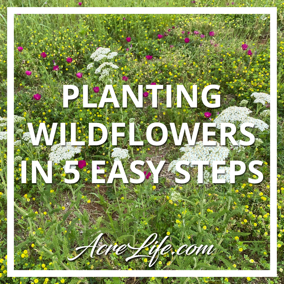 Planting Wildflowers in 5 Easy Steps - Acre Life