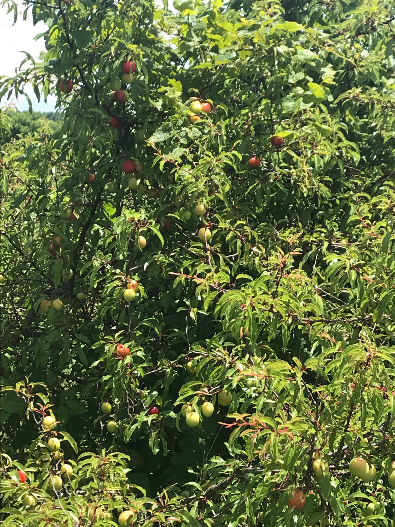 Wild Sand Plum JellyAcre Life Conservazione degli alimenti Guides Online