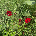 Red Cosmos - Acre Life