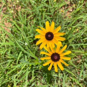 Wild Sunflower - Acre Life