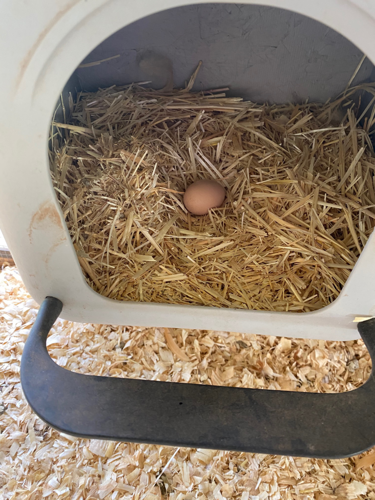 Egg in Nesting Box - Acre Life