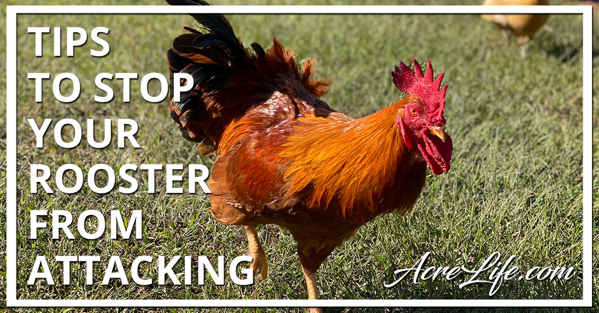 Why Did My Rooster Attack Me? Acre Life Chickens