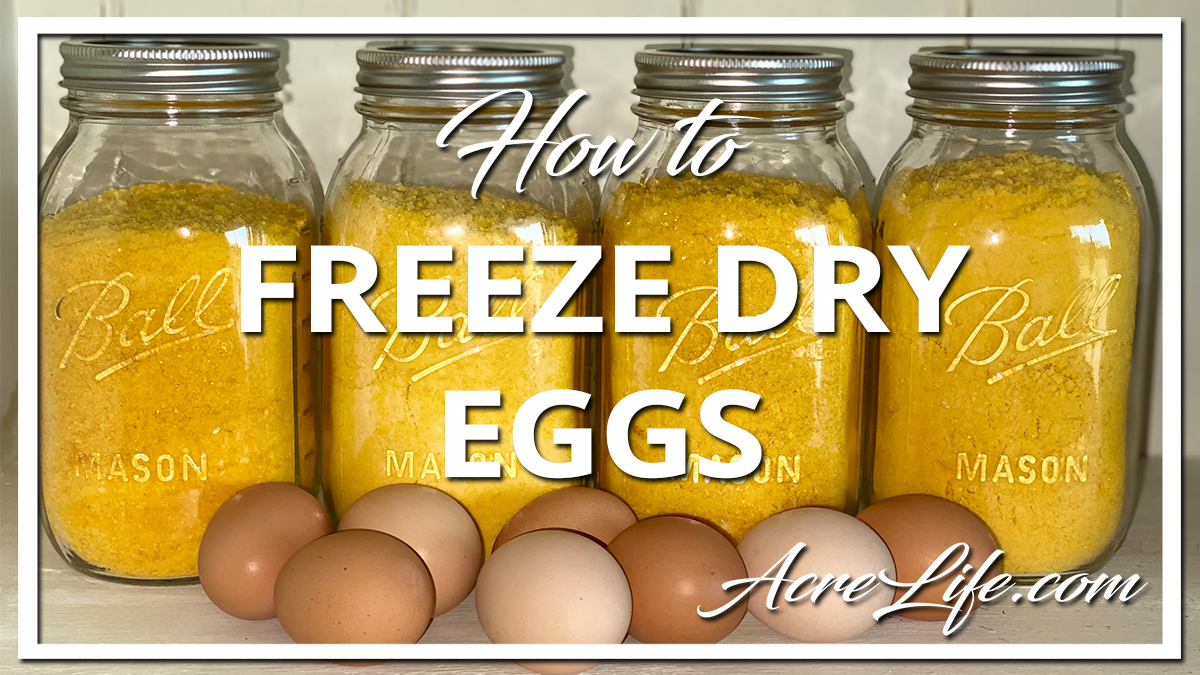 How To Freeze Dry Eggs At Home