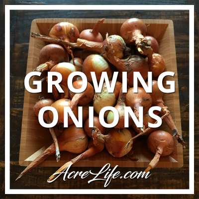Why I’m Not Ashamed Of My Onion Harvest