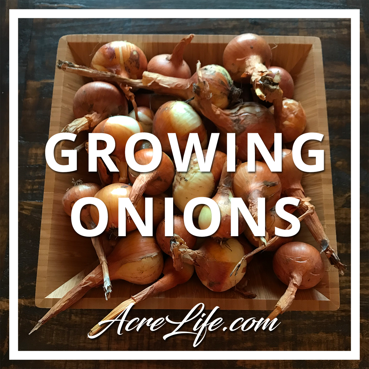 Onion Harvest - Acre Life