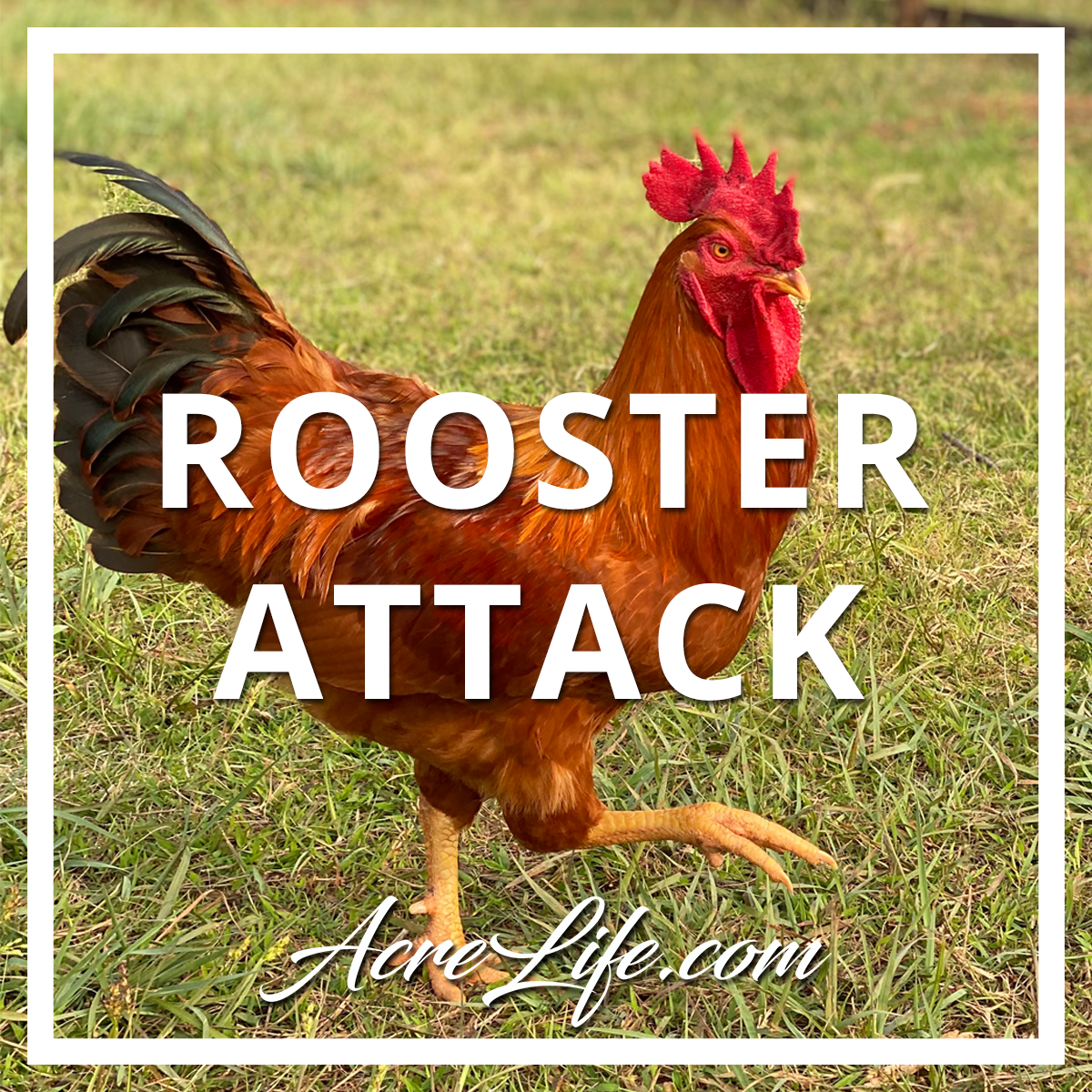 Rooster Attack - Acre Life