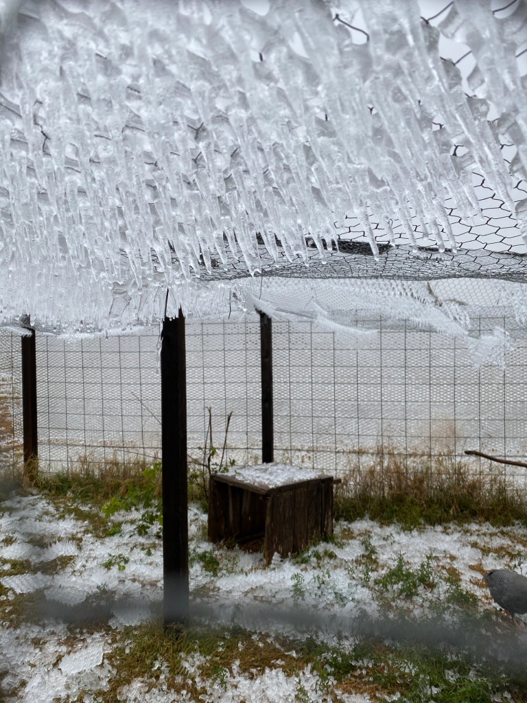 Ice on Chicken Wire - Acre Life Power Outage